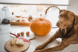 פנסיון לכלבים - איך נבחר מלון לכלב מקצועי שיטפל בכלב מכל הלב בזמן ההיעדרות שלנו?